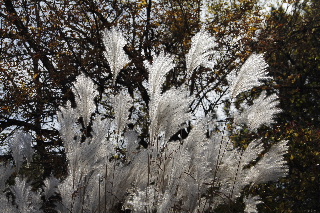High grasses glowing in the sunlight along the trail